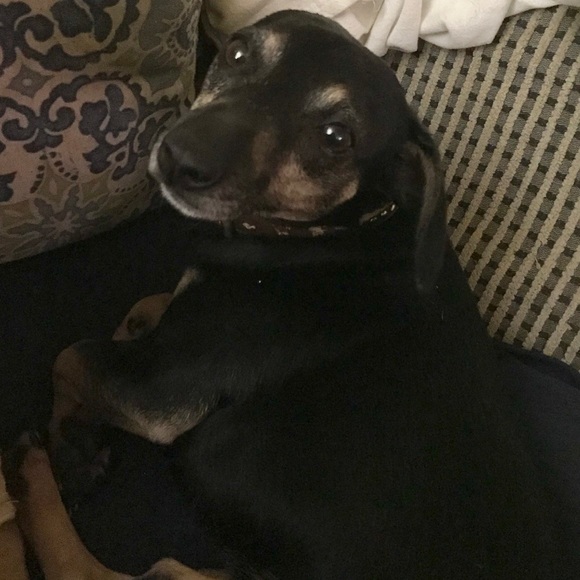 ISO NOT FOR SALE Torrid Multi Chain Sandals - Picture 2 of 2